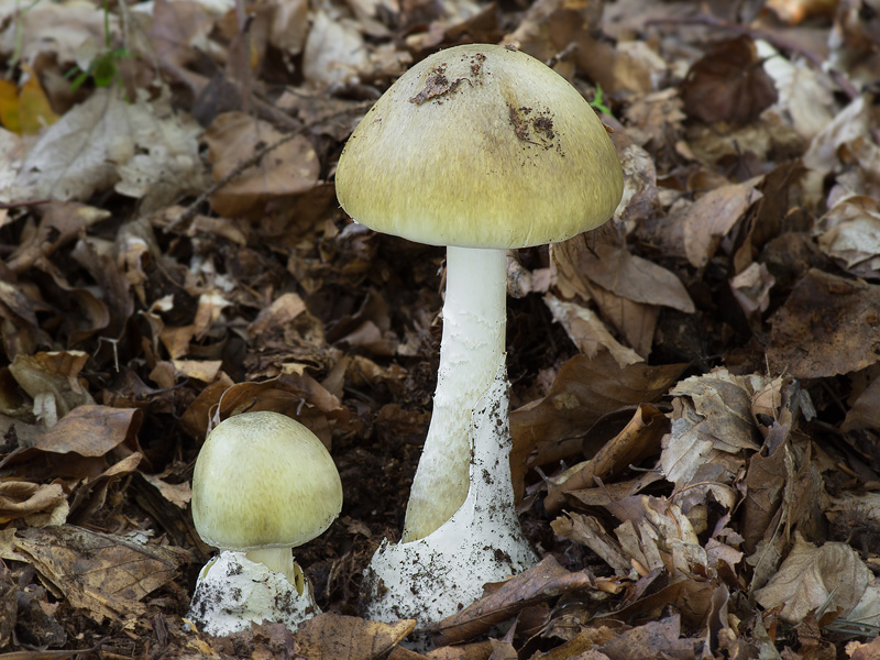 Amanita phalloides